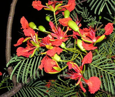 Delonix regia / Albero del Cairo